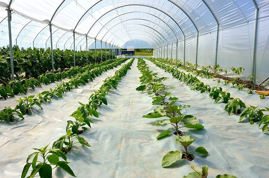 4-year greenhouse cover