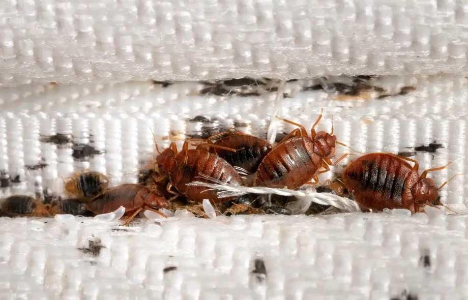 bed bug removal Springfield MO